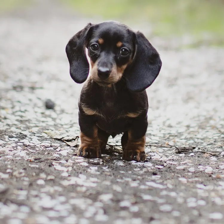 dierenspeciaalzaak hond