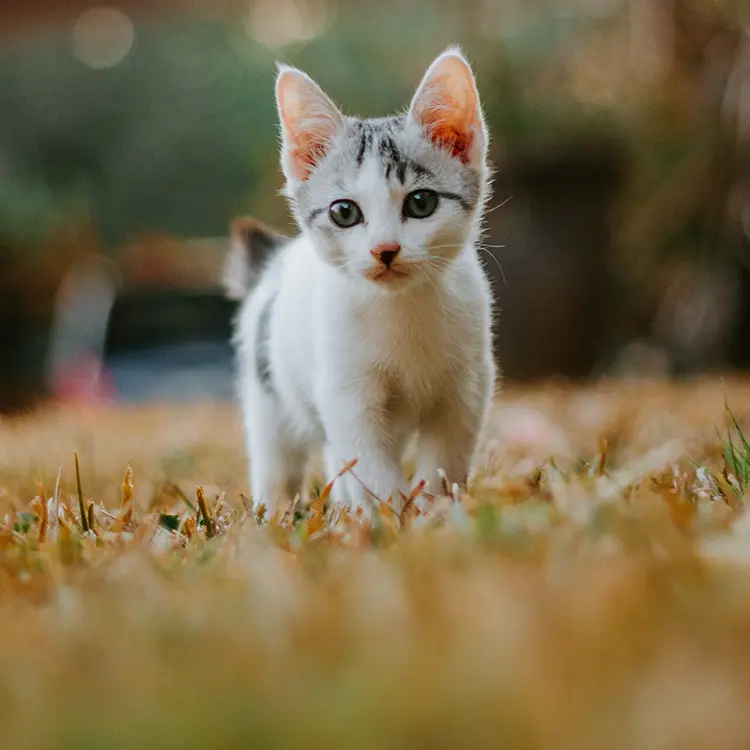 dierenspeciaalzaak kat