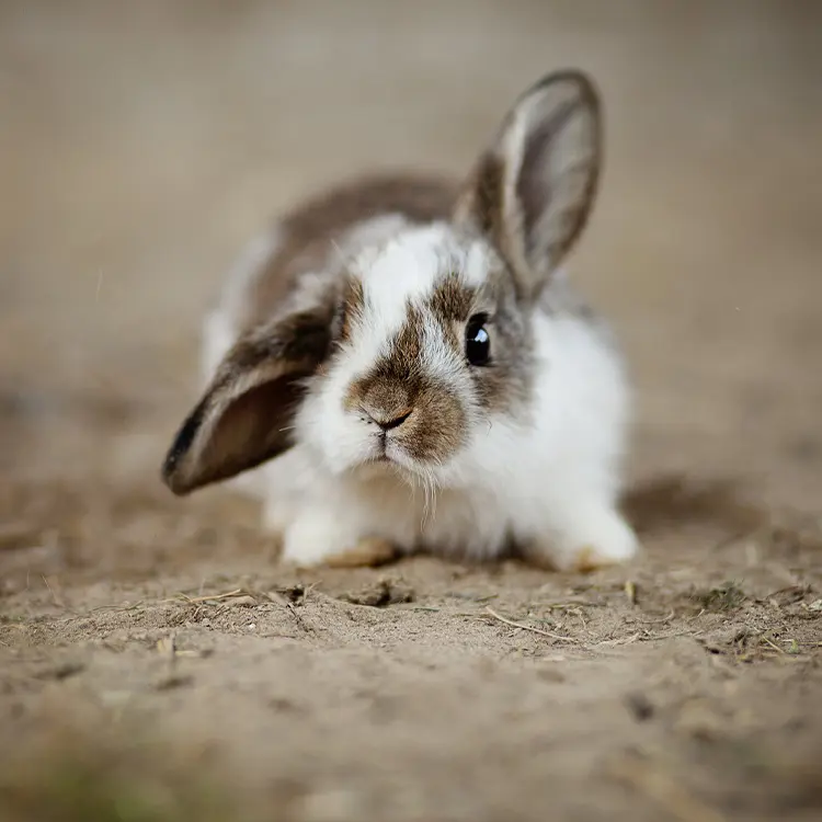 dierenspeciaalzaak konijn knaagdier