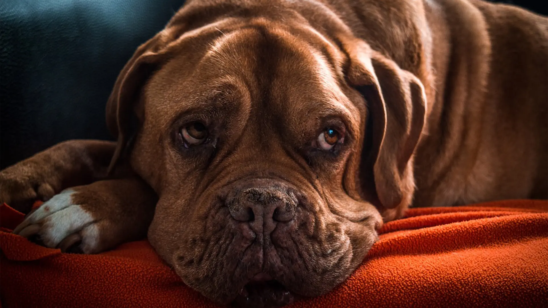 Een gezond gewicht: ook voor dieren belangrijk!