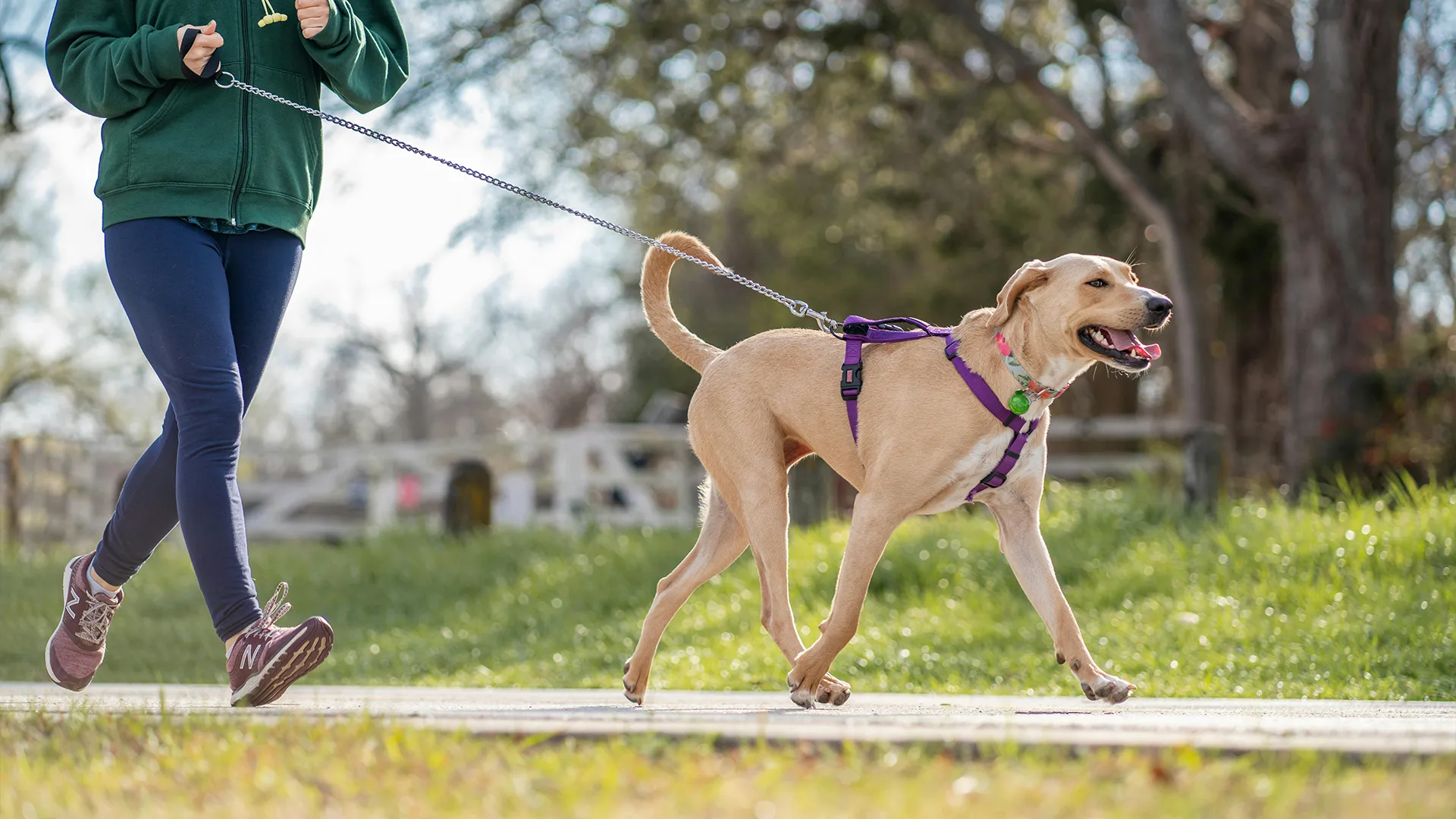 Hardlopen met je hond: 7 tips