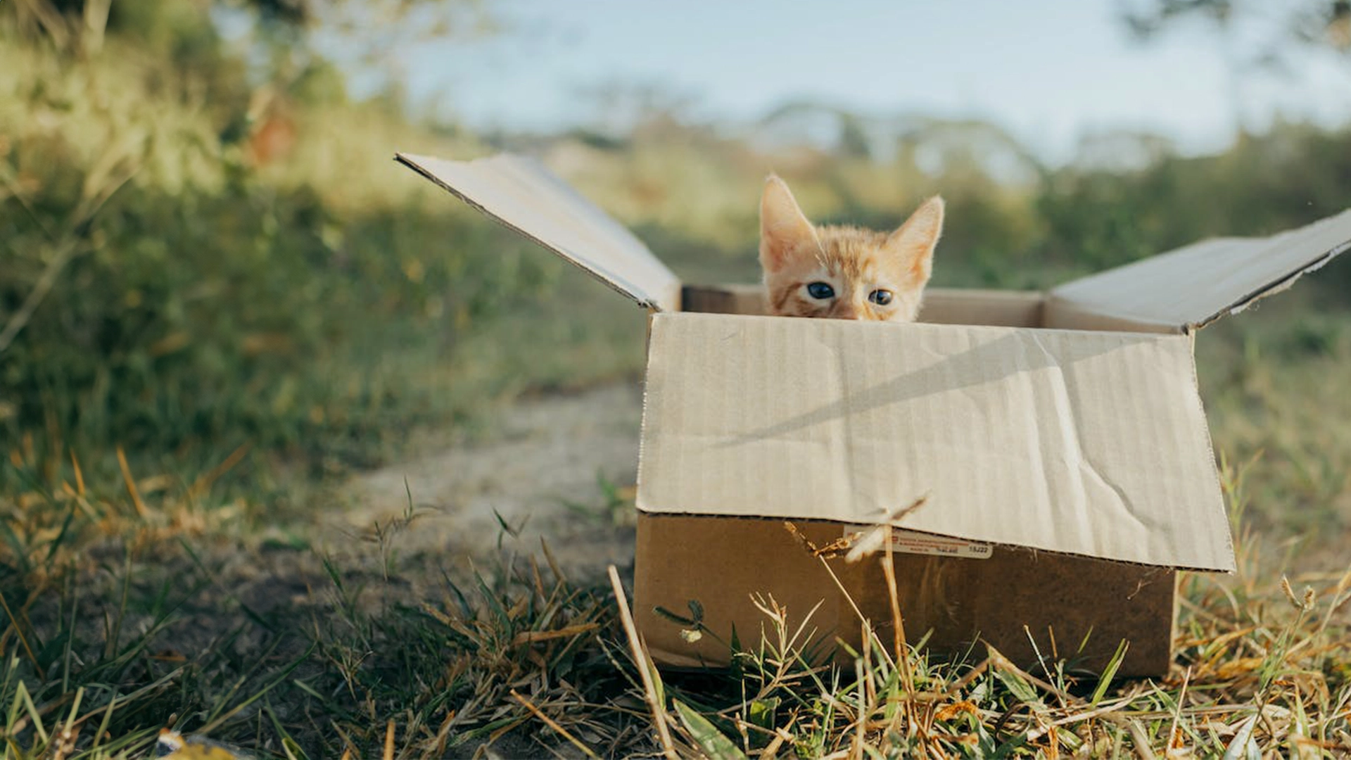 Met je kat verhuizen, hoe doe je dat?