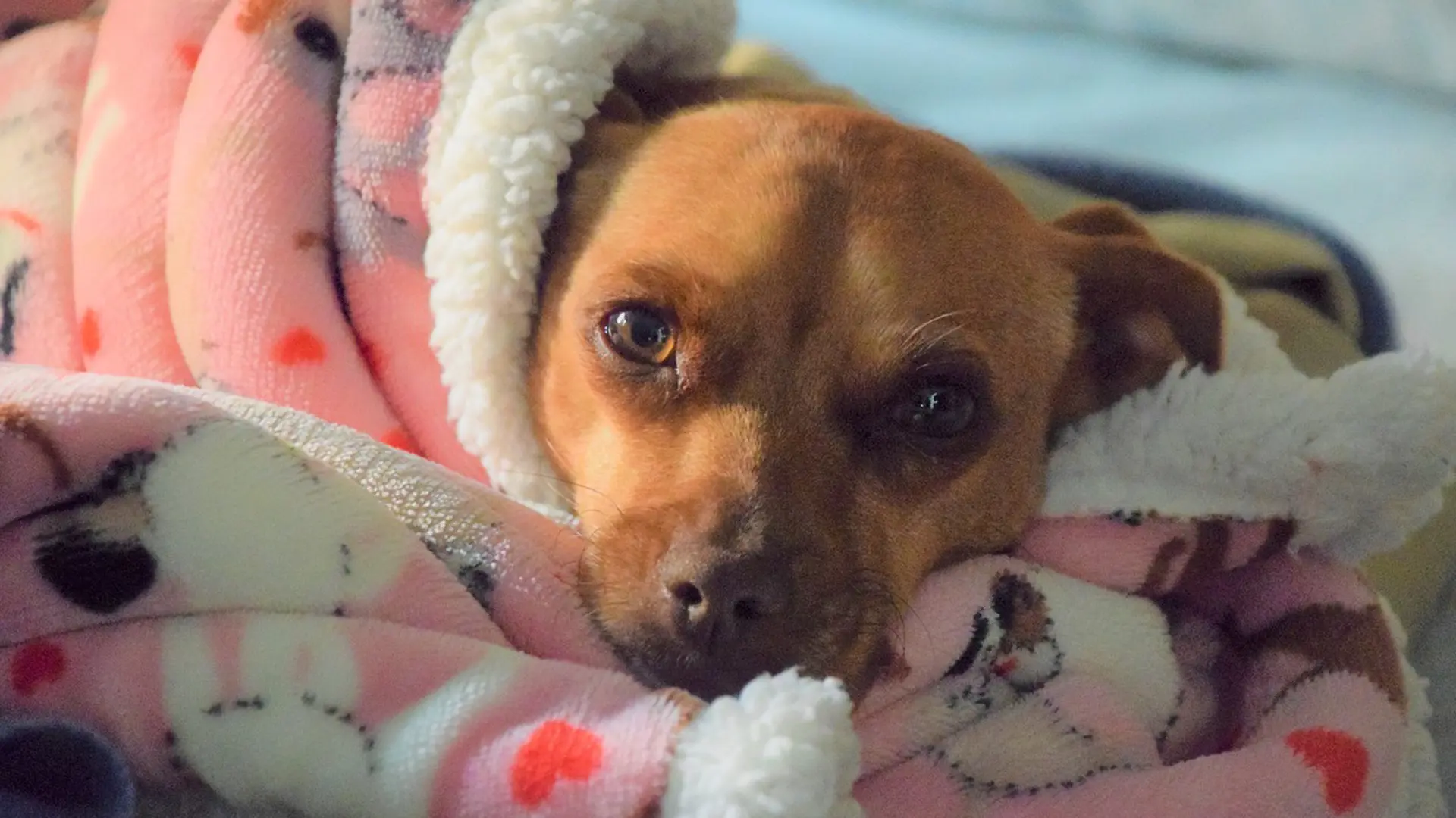 De ziekte van Lyme bij je hond