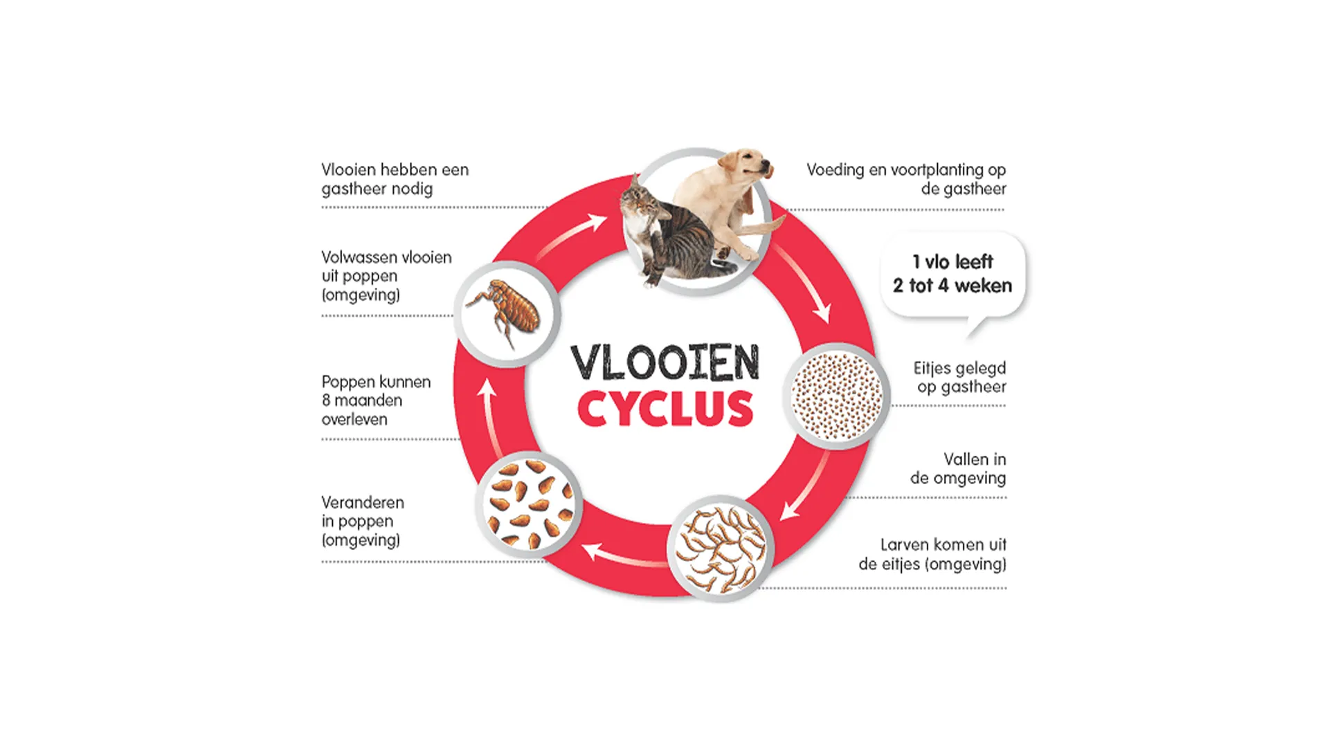 De vlooiencyclus: hoe een vlo zich ontwikkelt van ei tot volwassen vlo