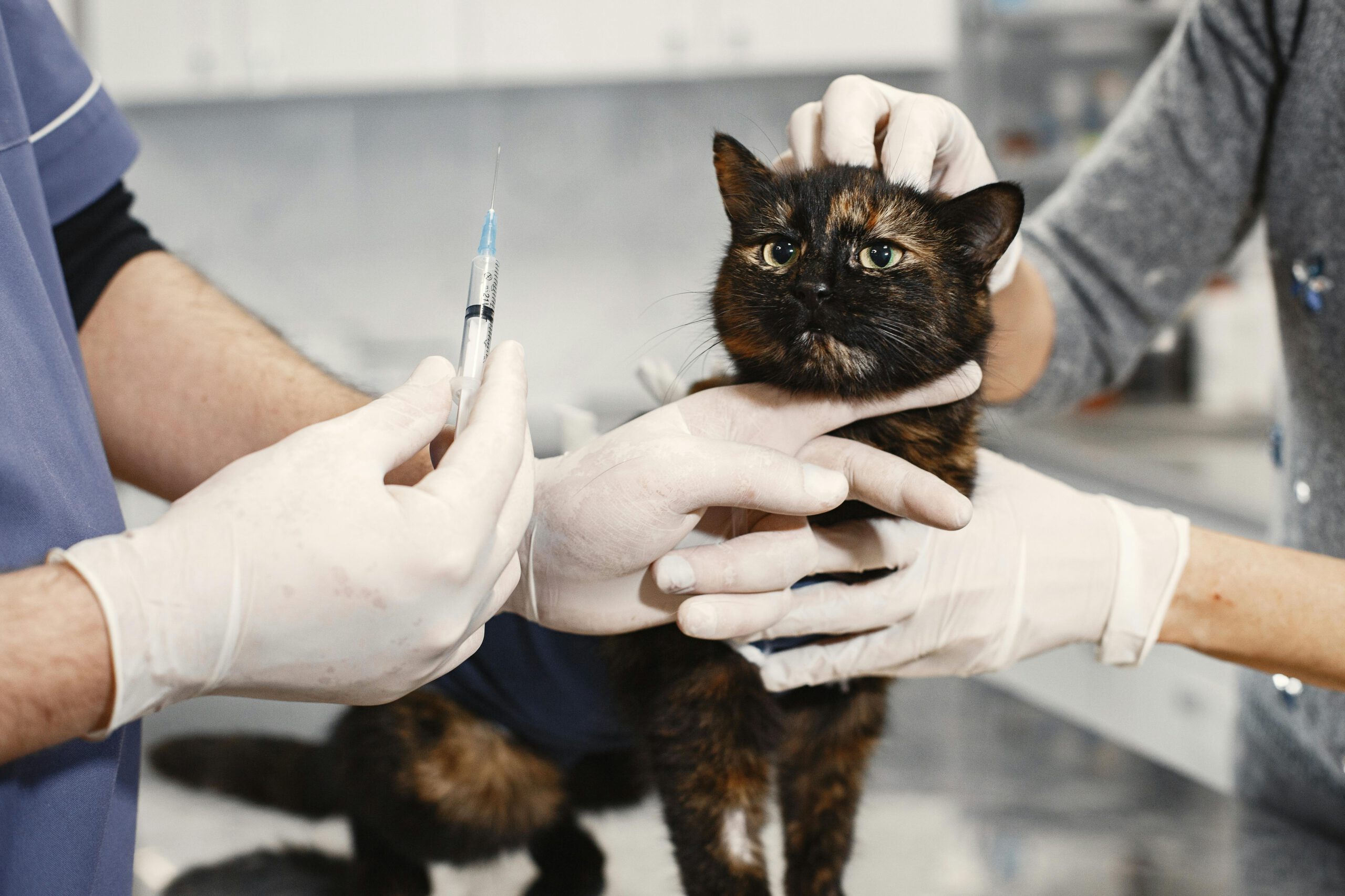 Nierfalen bij katten