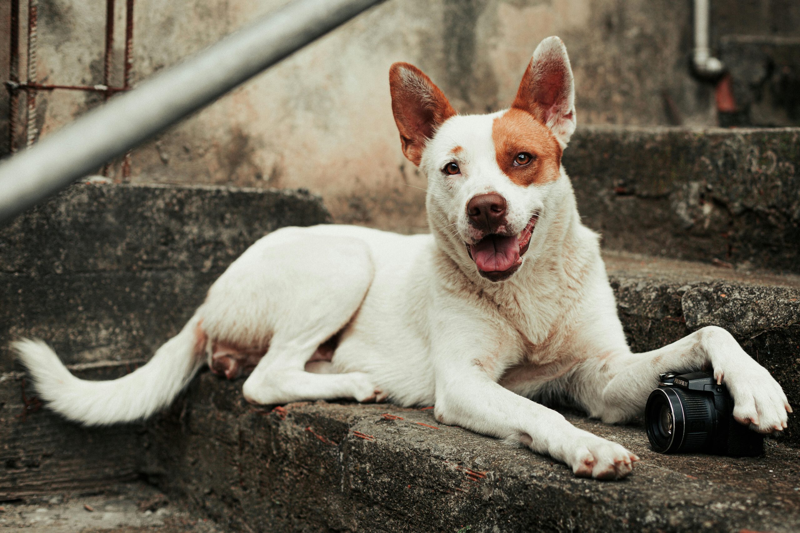 11 tips voor het fotograferen van je hond